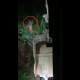 BKSDA Sumbar Klarifikasi Video Harimau yang Mengadang Ekskavator