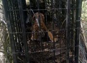 Viral Karena Buntuti Pekerja, Harimau Sumatera Dievakuasi BKSDA Sumbar