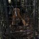 Viral Karena Buntuti Pekerja, Harimau Sumatera Dievakuasi BKSDA Sumbar