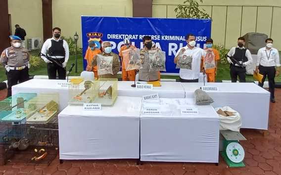 Hendak Menjual 15 Kilogram Sisik Trenggiling, 2 Pria Dibekuk Polisi di Riau