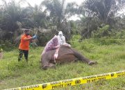 Kabar Terbaru Gajah Tanpa Kepala, Diduga Mati Karena Racun