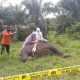 Kabar Terbaru Gajah Tanpa Kepala, Diduga Mati Karena Racun
