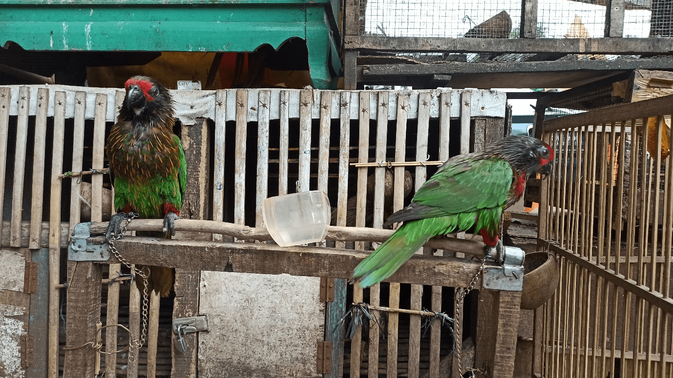 Satwa Dilindungi Dijual Terbuka di Pasar Burung Pramuka