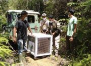 Sempat Terlibat Konflik, 1 Macan Dahan Dilepasliarkan BKSDA Sumbar
