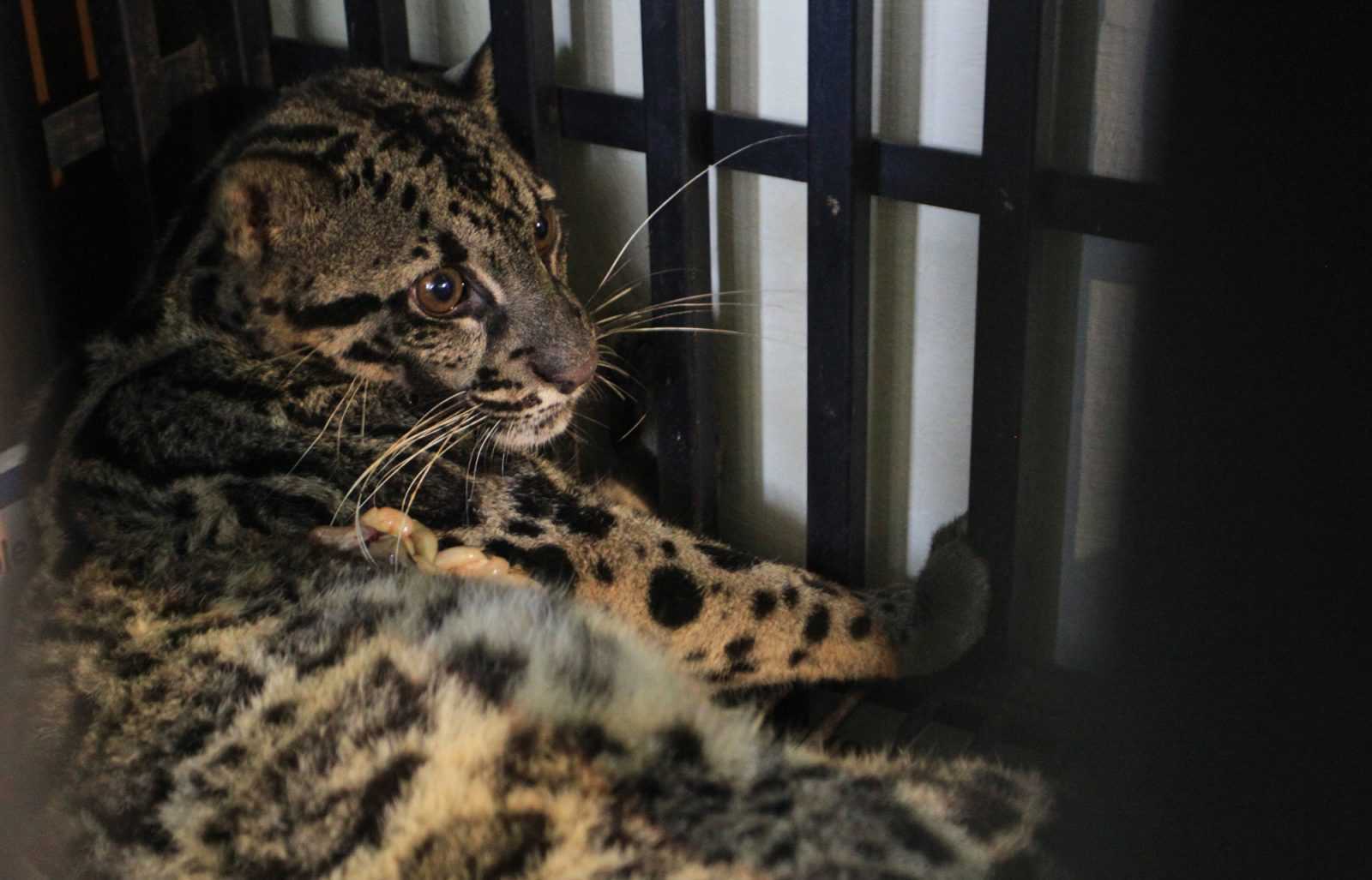 Temukan Jejak Macan Dahan di Kebun, Resor KSDA Agam Pasang Kamera Trap