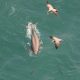 Lumba-lumba Tak Bersirip, Si Mamalia Laut yang Nasibnya Kian Memprihatinkan