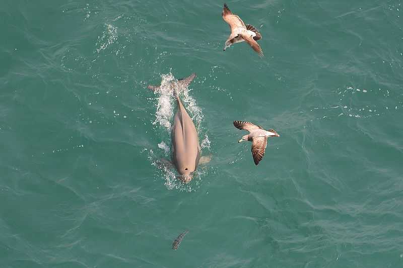 Lumba-lumba Tak Bersirip, Si Mamalia Laut yang Nasibnya Kian Memprihatinkan