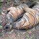 Sedih! 3 Harimau Mati Mengenaskan Diduga Karena Jerat