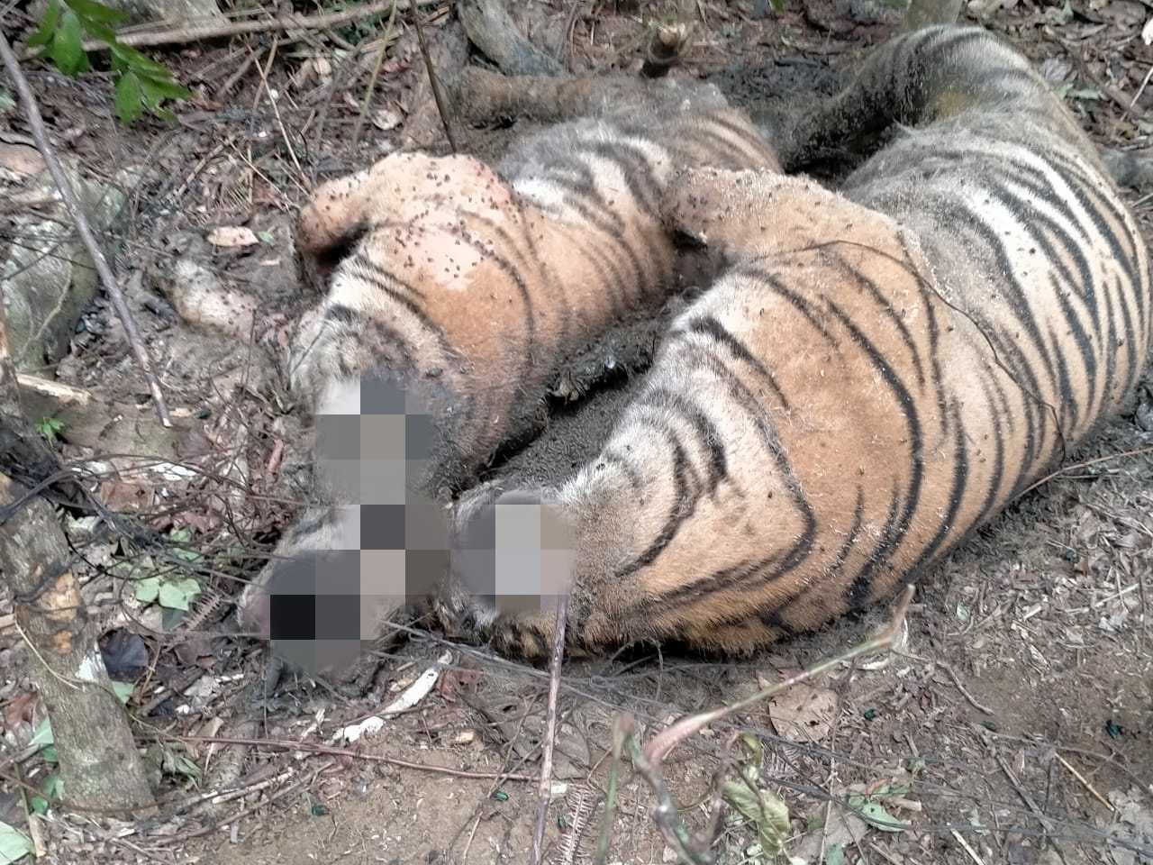 Sedih! 3 Harimau Mati Mengenaskan Diduga Karena Jerat