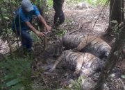 Tubuh 3 Harimau Sumatera yang Mati Dipenuhi Jerat