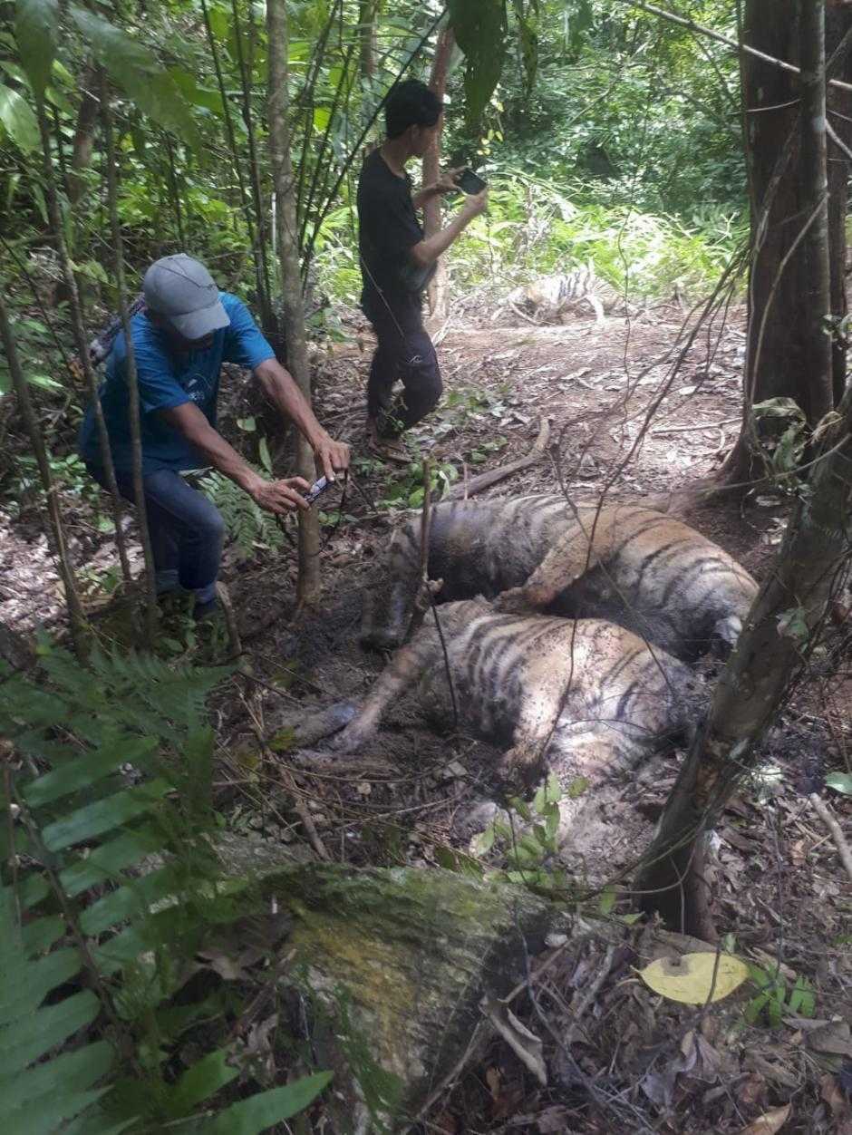 Tubuh 3 Harimau Sumatera yang Mati Dipenuhi Jerat