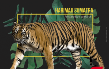 harimau sumatera