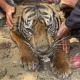 Seekor Harimau Sumatera Mati di Pasaman, Diduga Karena Dehidrasi