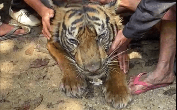 Seekor Harimau Sumatera Mati di Pasaman, Diduga Karena Dehidrasi