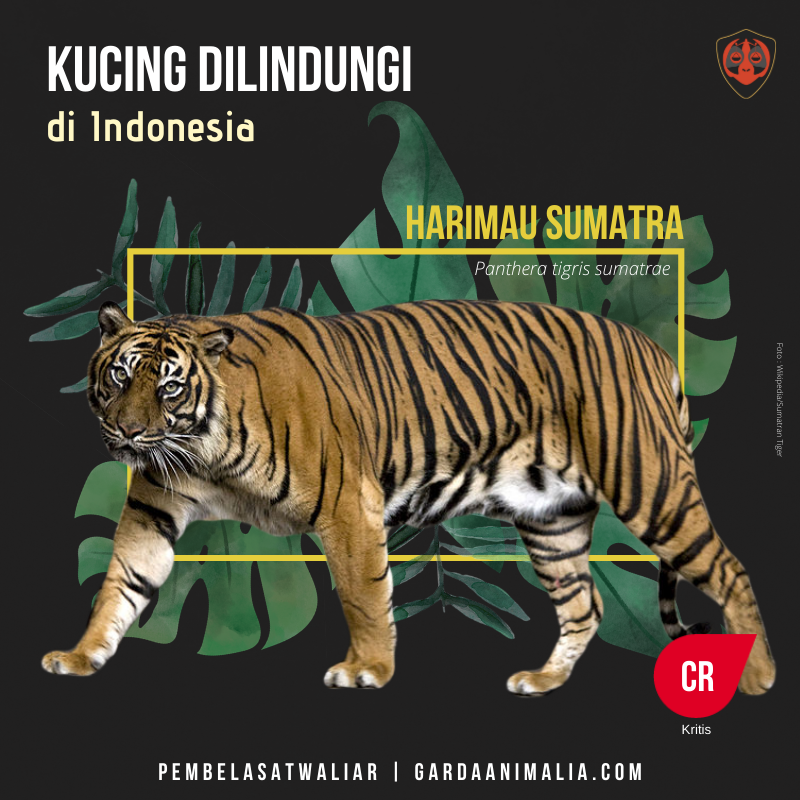 Kucing hutan jenis harimau sumatera