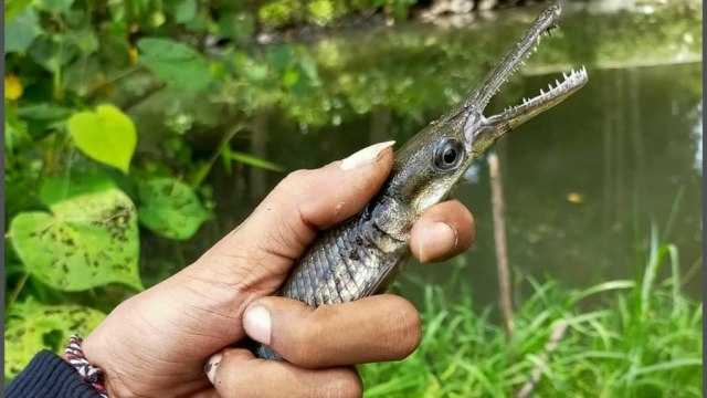 Pelihara Ikan Aligator? Penjara Menanti