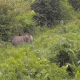 Ganggu Gajah Sumatera Liar Sedang Makan, Warga Riau Terluka