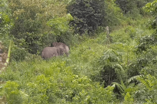 Ganggu Gajah Sumatera Liar Sedang Makan, Warga Riau Terluka