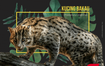 kucing bakau