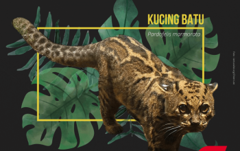 kucing batu