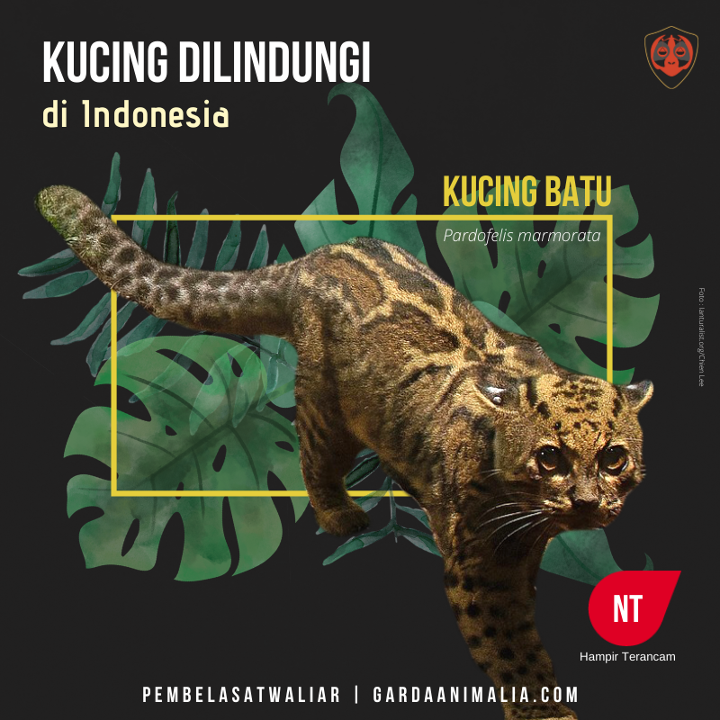 Kucing hutan jenis kucing batu