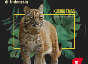 Gambar Kucing Hutan Indonesia