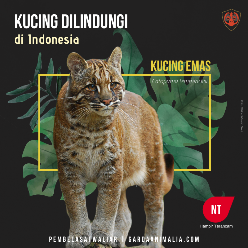 Kucing hutan jenis kucing emas