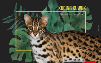 kucing kuwuk