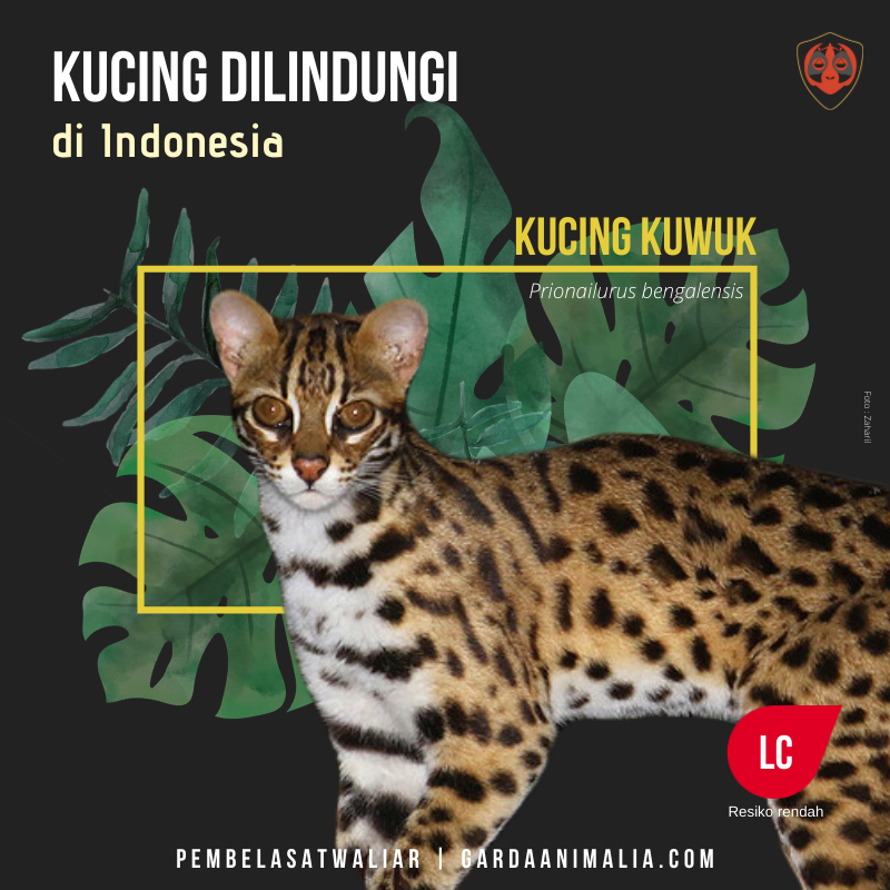 Kucing hutan atau kucing kuwuk