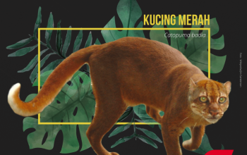 kucing merah