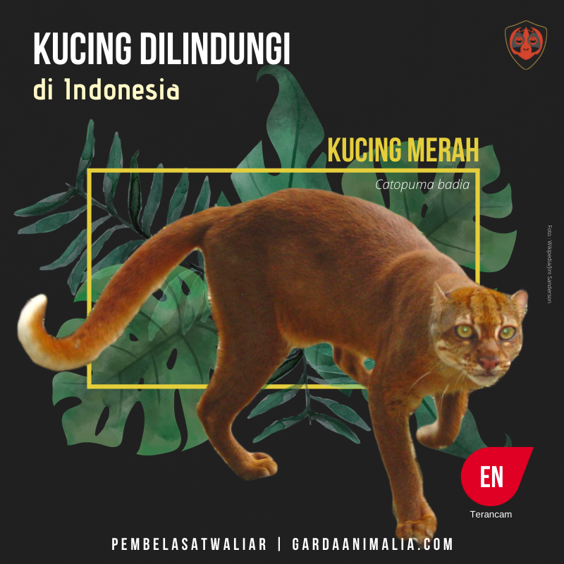 Kucing hutan jenis kucing merah