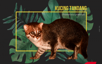 kucing tandang