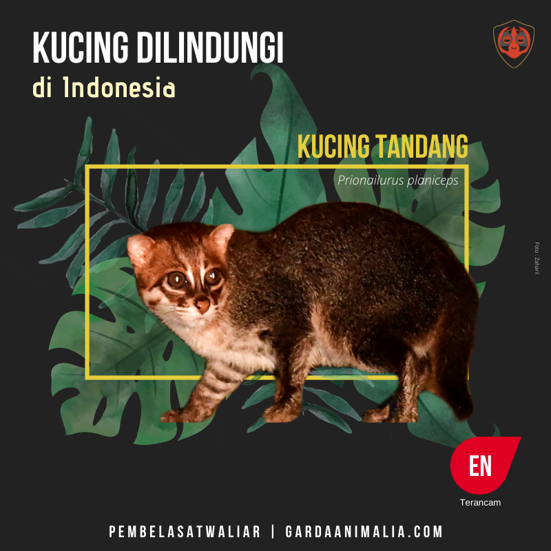 Kucing hutan jenis kucing tandang