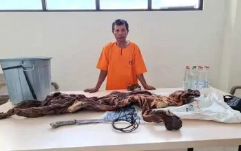 Tangkap Penjual Kulit Harimau, Tim Gabungan Juga Temukan 2 Janin Rusa