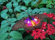 Satu Lagi Spesies Endemik Sulawesi yang Langka, Kupu-kupu Bidadari!