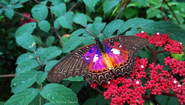 Satu Lagi Spesies Endemik Sulawesi yang Langka, Kupu-kupu Bidadari!