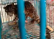 Tahu Macan Dahan Dilindungi, Warga Serahkan Satwa ke BKSDA Sumbar