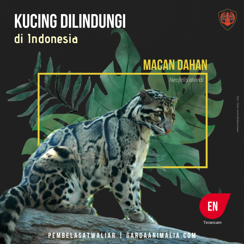 Kucing hutan jenis macan dahan