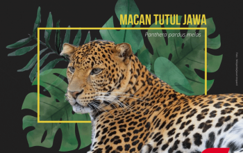 macan tutul jawa