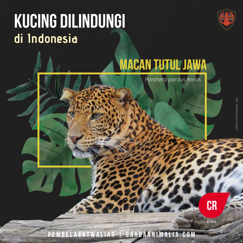 Kucing hutan jenis macan tutul jawa