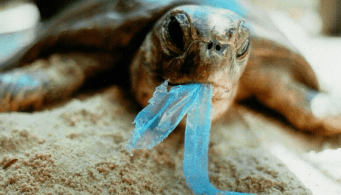 Mikroplastik Jadi Ancaman Mengerikan Bagi Kehidupan Laut