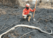 Sedih! Ular Sanca dan Kura-Kura Mati Terpanggang Akibat Kebakaran Hutan