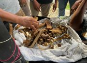 Penjual Tulang Harimau Ditangkap, BKSDA Sumbar Selidiki Asal Satwa