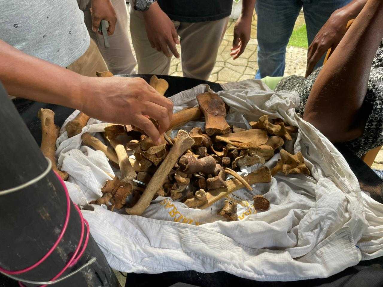Penjual Tulang Harimau Ditangkap, BKSDA Sumbar Selidiki Asal Satwa