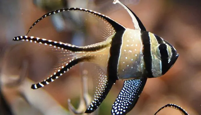 Banggai Cardinal Fish, Ikan Hias yang Tidak Boleh Ditangkap Sembarangan