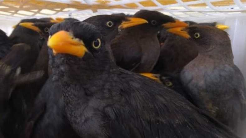 Data Penyelundupan Burung Liar dari Sumatera ke Jawa