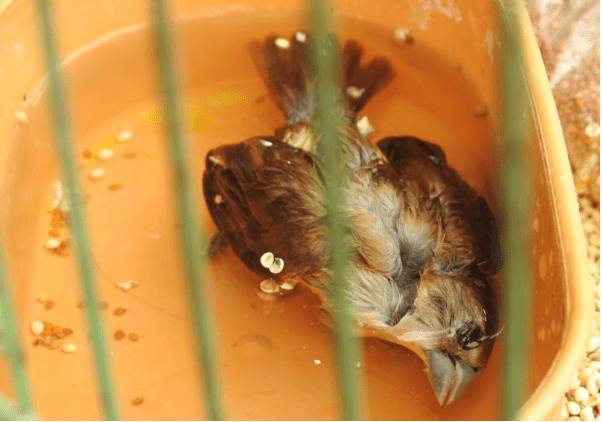 Mengenai Pulau Jawa, Penjara Burung Terbesar di Indonesia