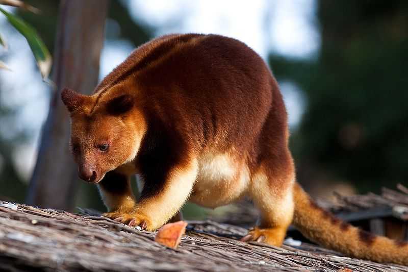 Inilah Perbedaan Kangguru yang Hidup di Indonesia dan Australia