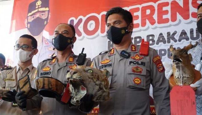 Polisi Sita Kulit Harimau dan Puluhan Aksesoris dari Organ Satwa Dilindungi