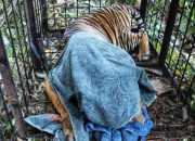 Lagi! Kaki Harimau Sumatera Hampir Membusuk Karena Jerat